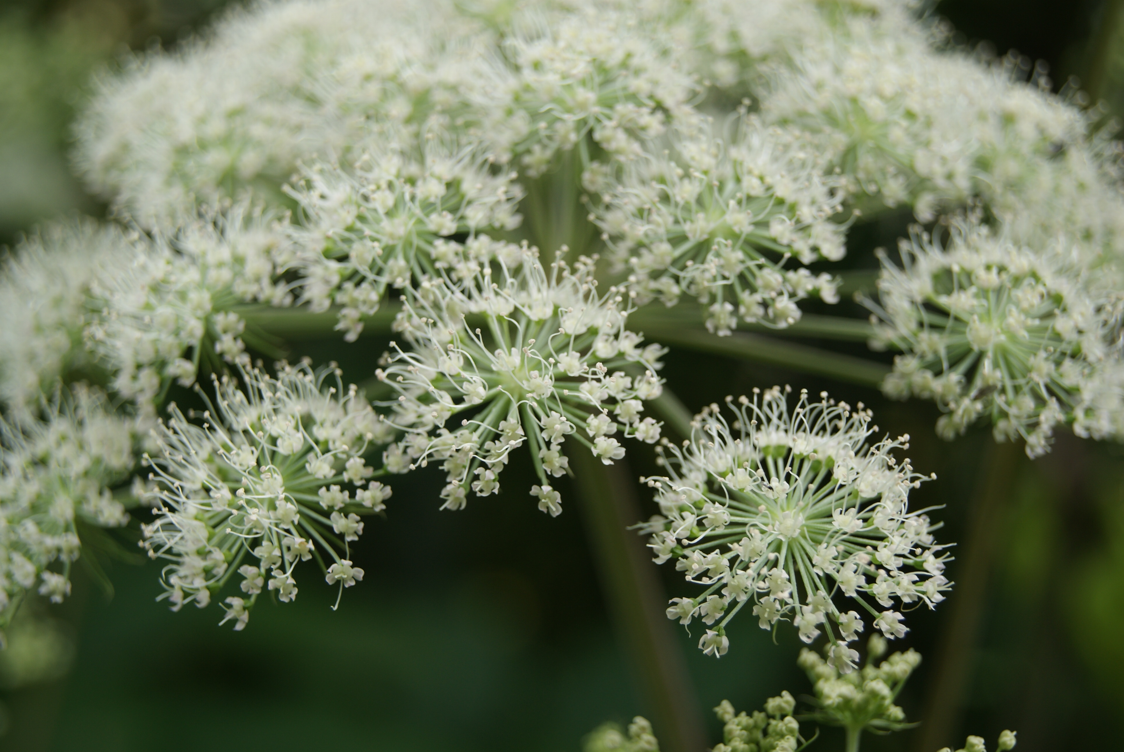 Angelica Sylvestris