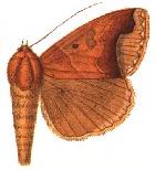 <i>Ophiusa recurvata</i> Species of moth