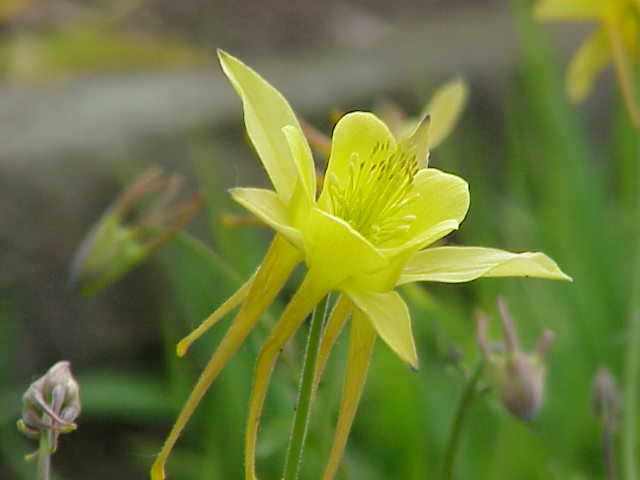 File:Aquilegia chrysantha3.jpg