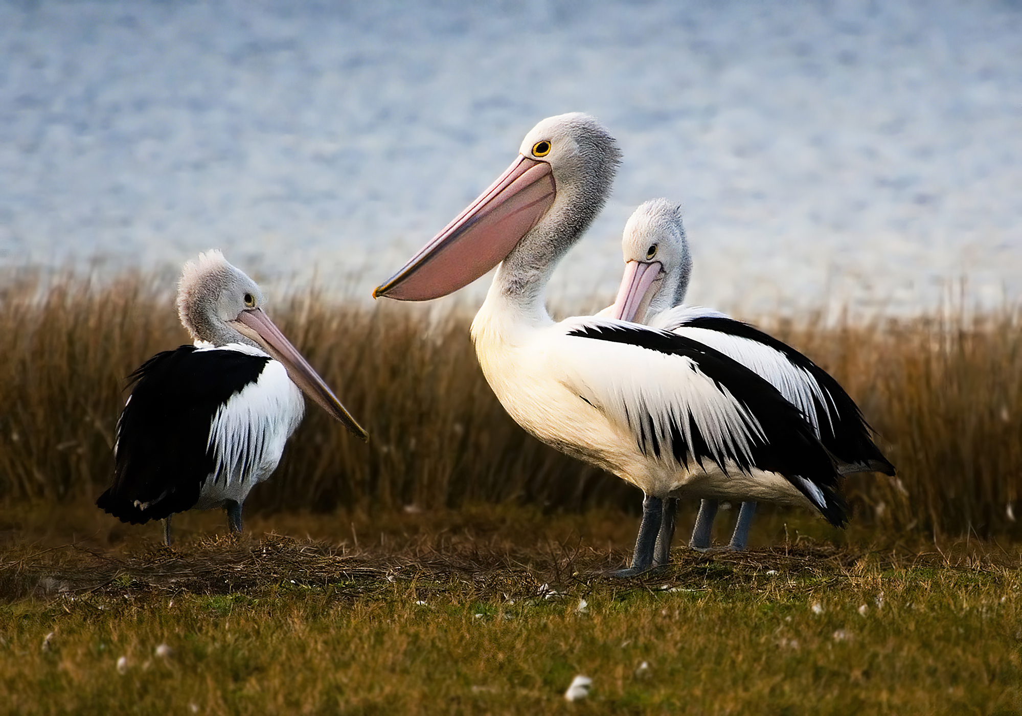 file-australian-pelicans-jpg-wikipedia-the-free-encyclopedia
