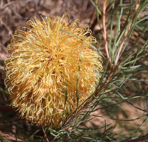 File:Banksia leptophylla2 burmard email.jpg