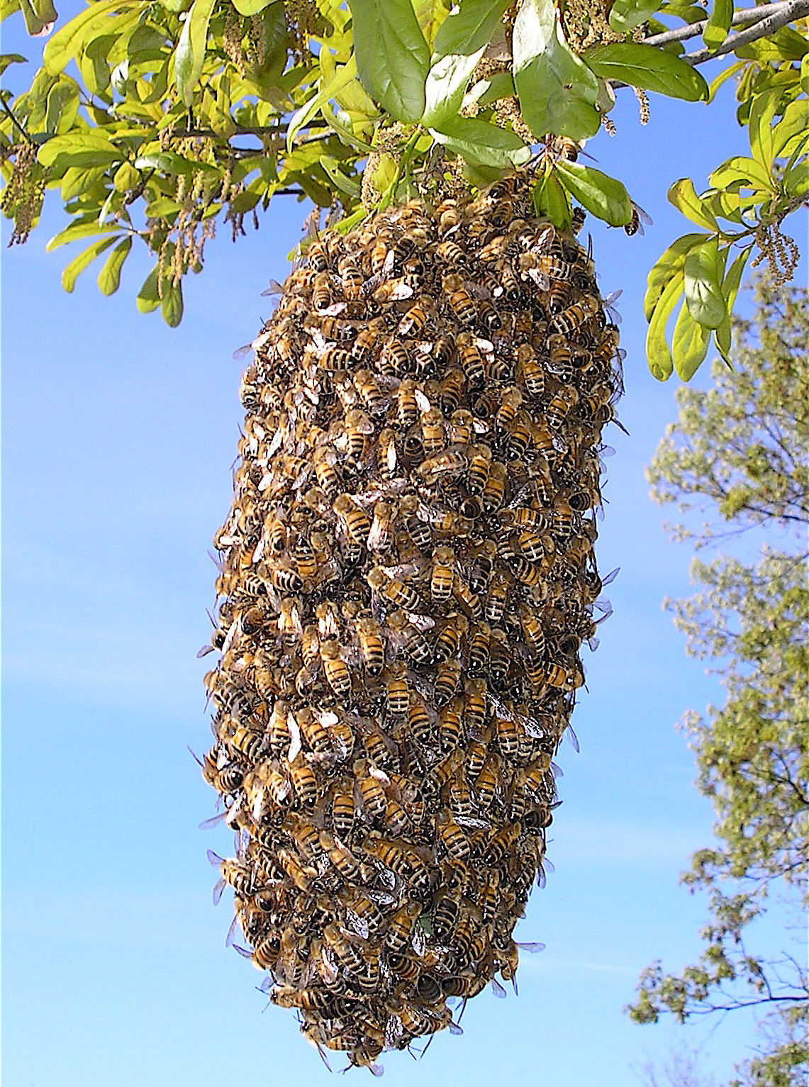 file-bee-swarm-jpg
