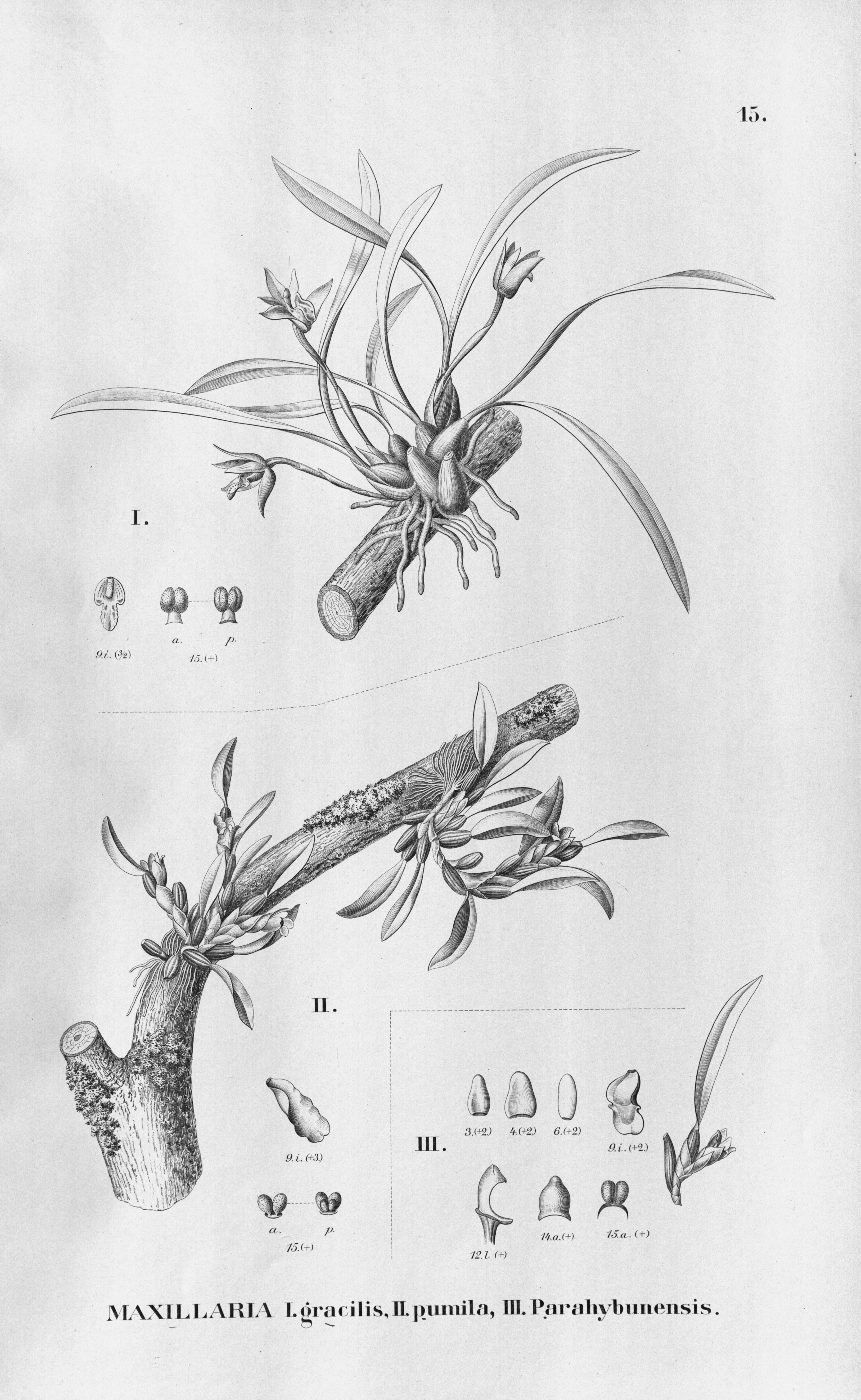Archivobrasiliorchis Gracilis As Maxillaria Gracilis