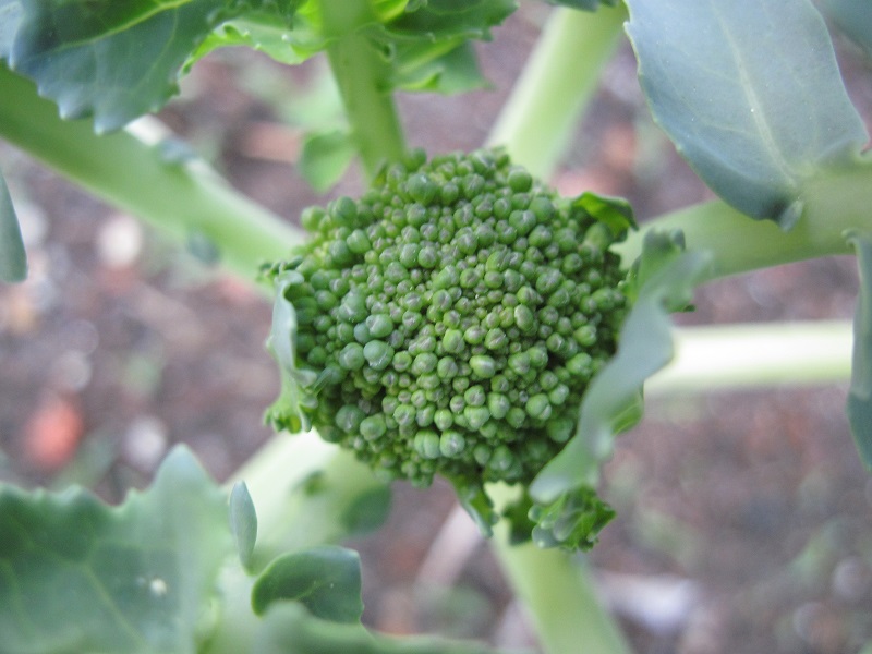 File:Brocoli early head.jpg