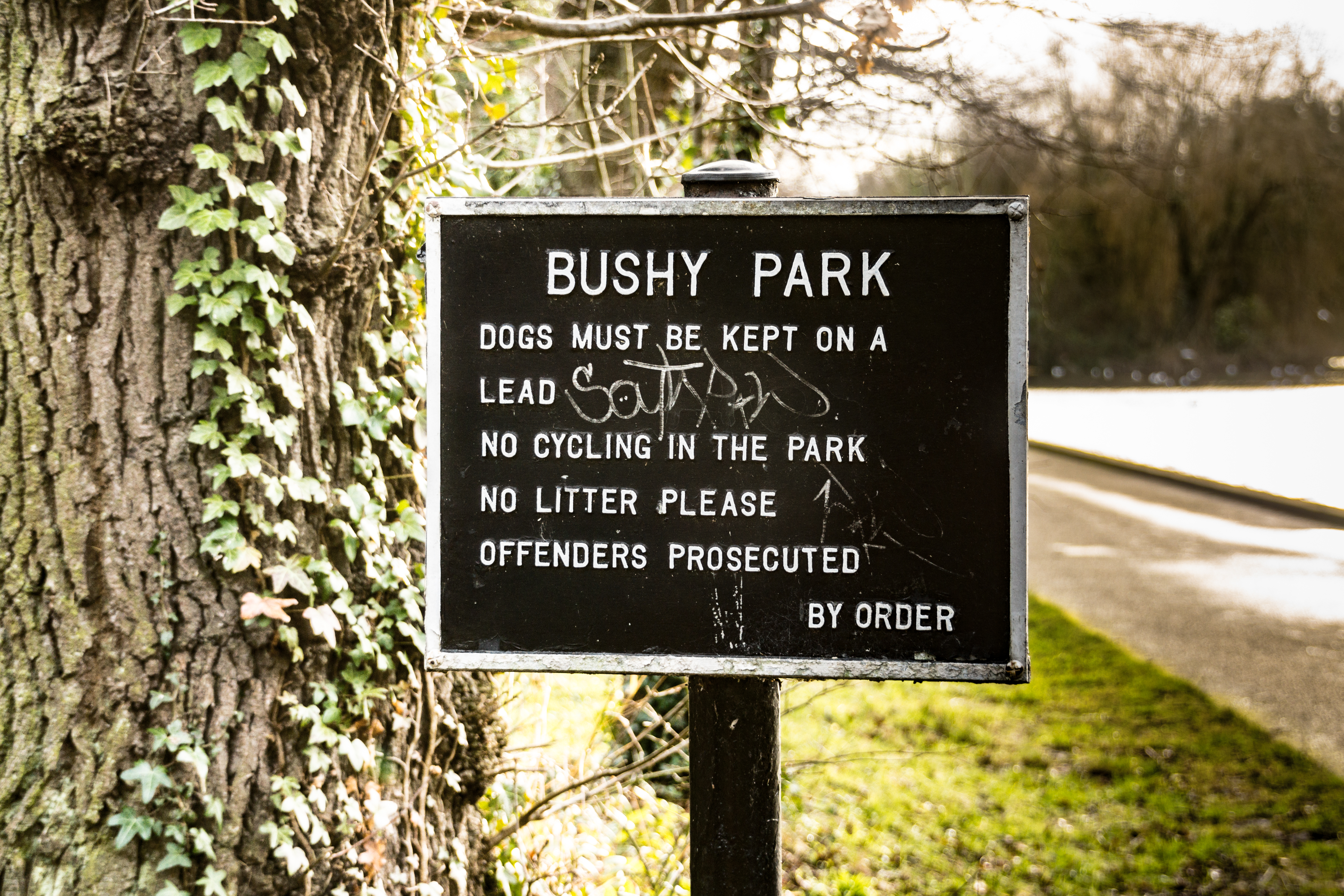 Bush перевод на русский. Bushy Park Dublin. Bushy Park описание. Honey Park Dublin. Bush перевод.