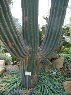 Pachycereus pringlei, en el Bergianska trädgården