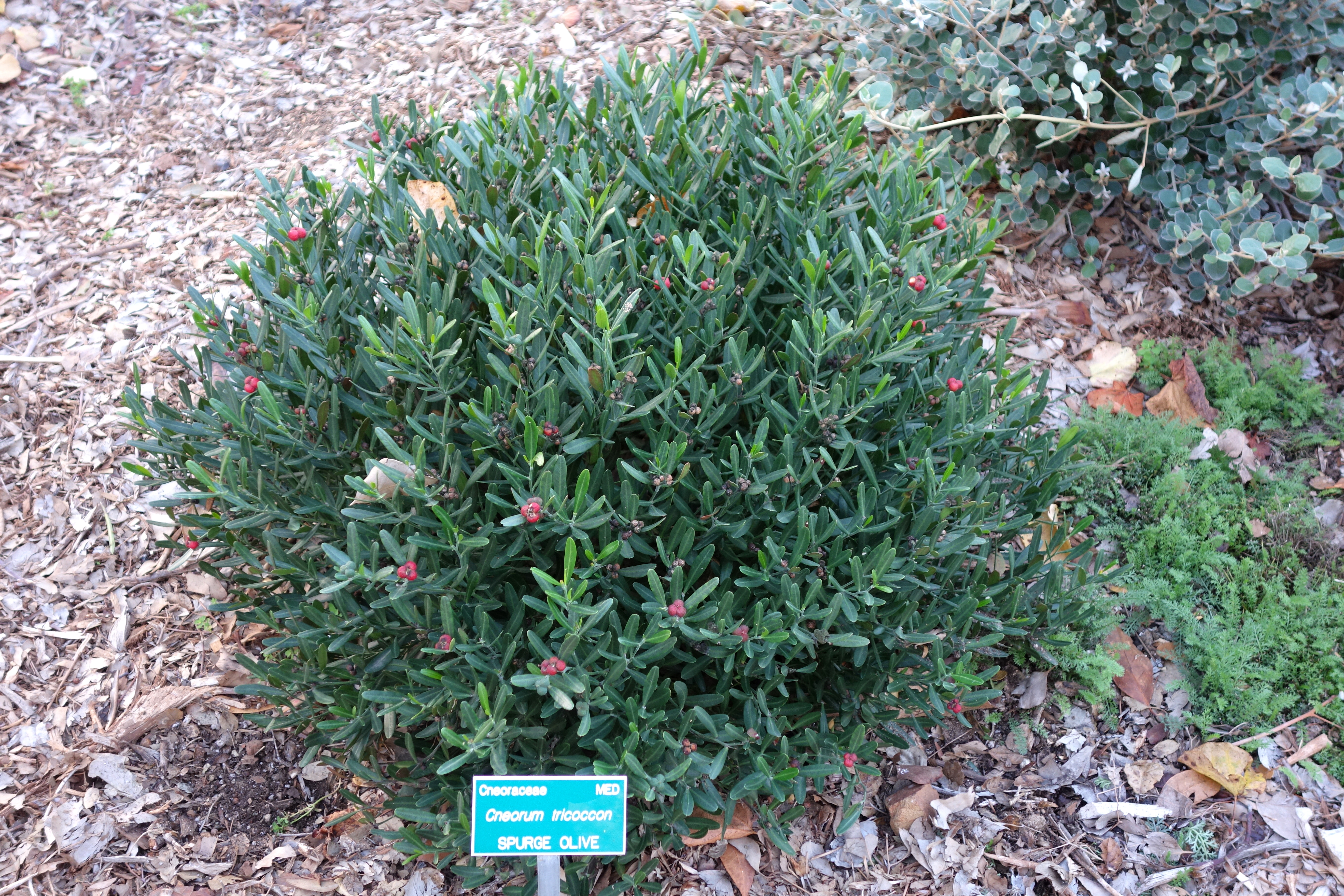 File Cneorum Tricoccon San Luis Obispo Botanical Garden