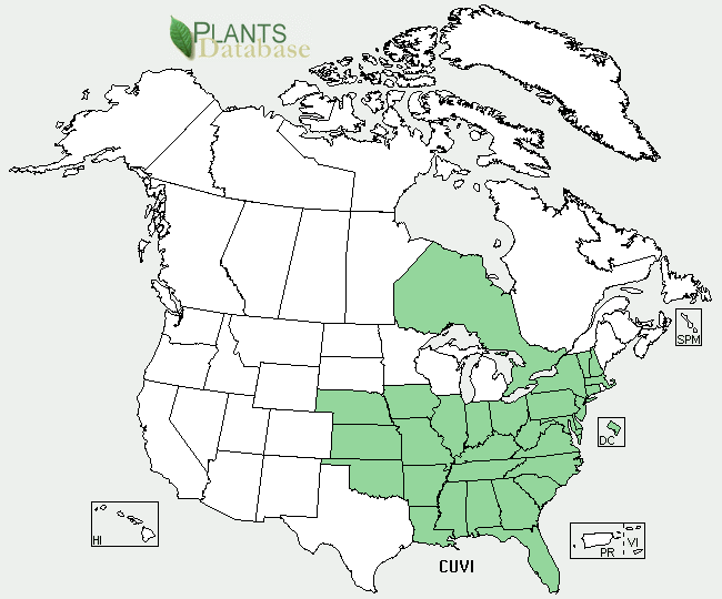 File:Cuphea viscosissima NA-dist-map.png