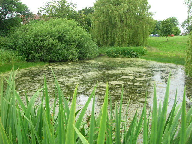 File:Duck Pond, Fimber - geograph.org.uk - 1374923.jpg