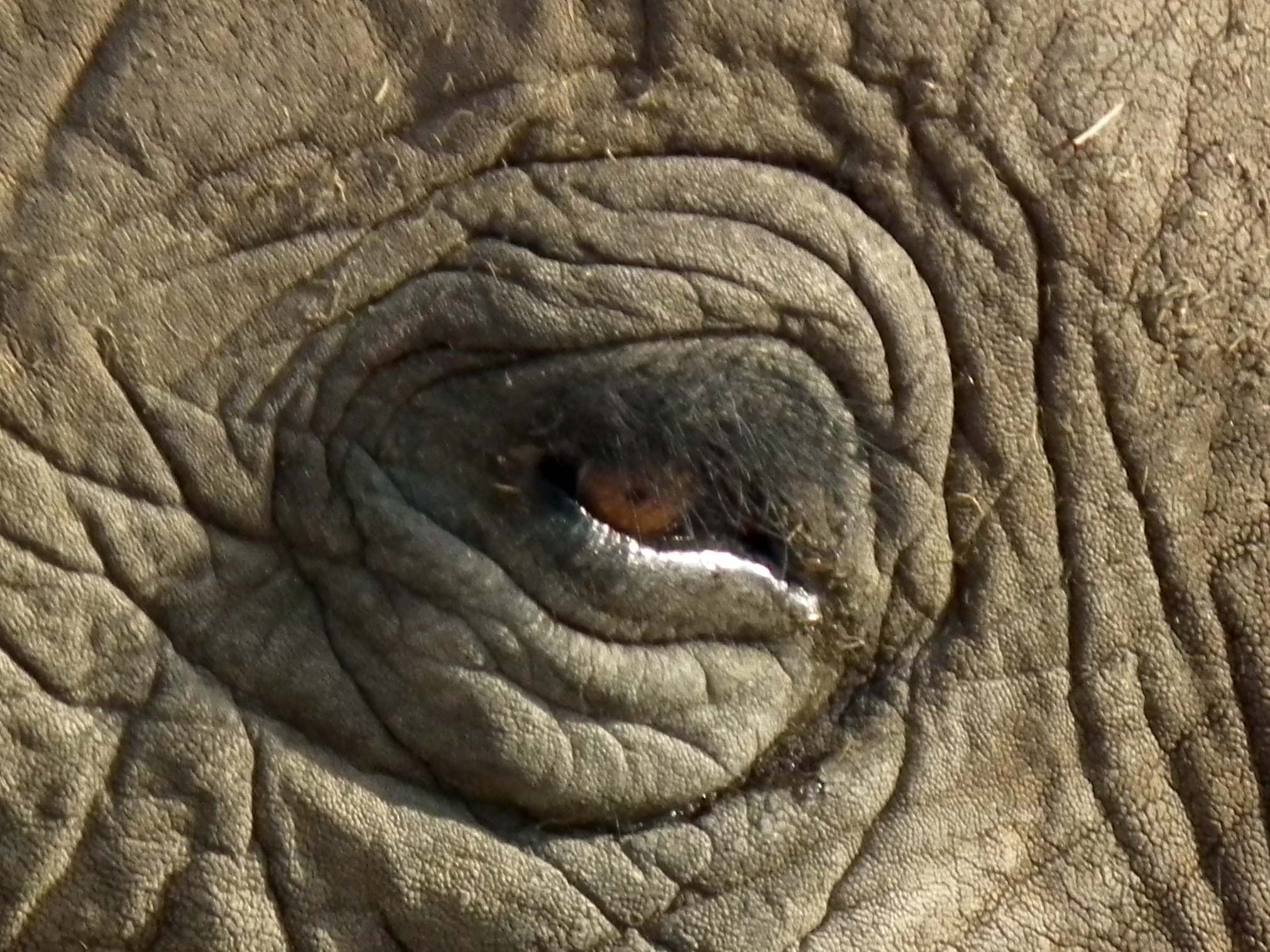 Elephant Eyes are... Thangirofpe степень. Elephant Eye. Information about Elephants.