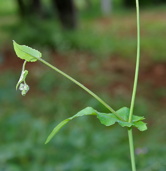 File:Emilia sonchifolia (Sadamandi) in Hyderabad, AP W IMG 0421.jpg