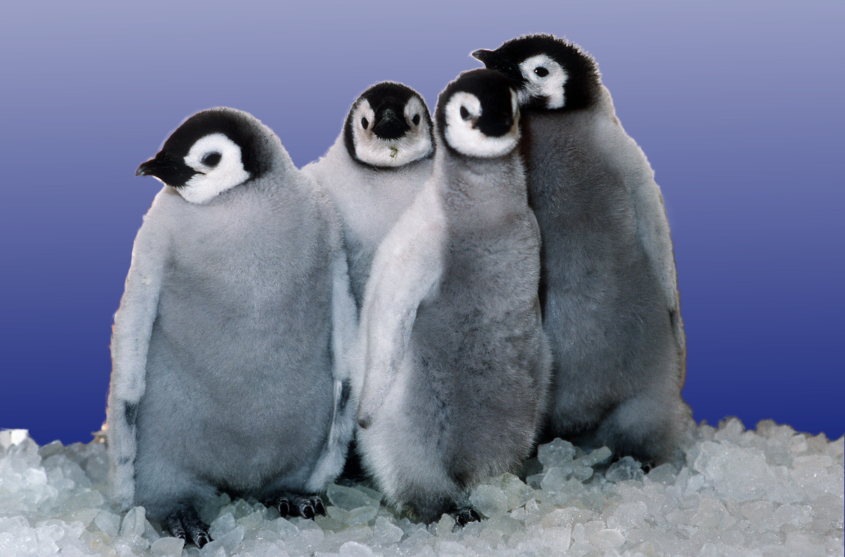 File:Emperor penguin chicks at Sea World.png - Wikimedia Commons