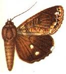 <i>Ercheia pulchrivena</i> Species of moth