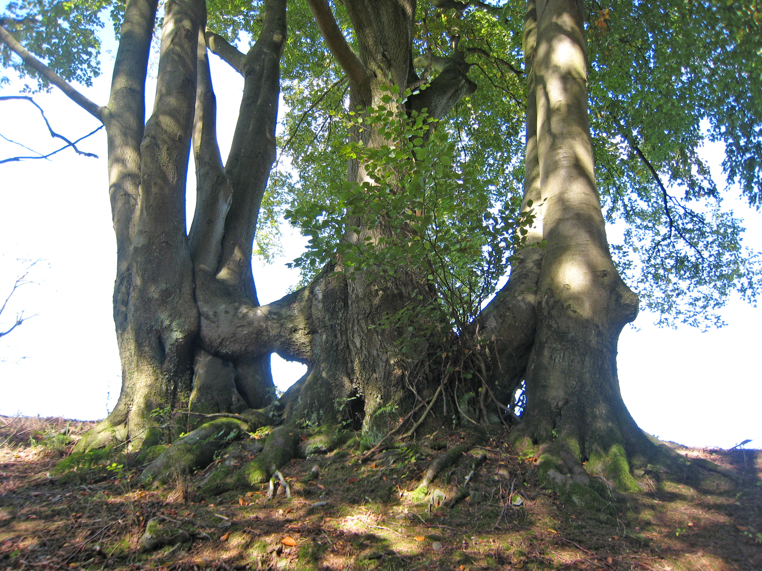 La dévitalisation d'une souche d'arbre