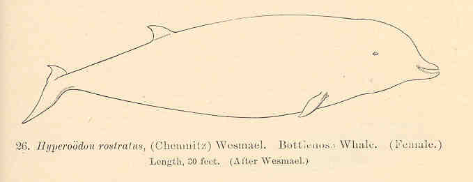 File:FMIB 34092 Hyperoodon rostratus, (Chemnitz) Wesmael Bottlenose Whale (Female).jpeg