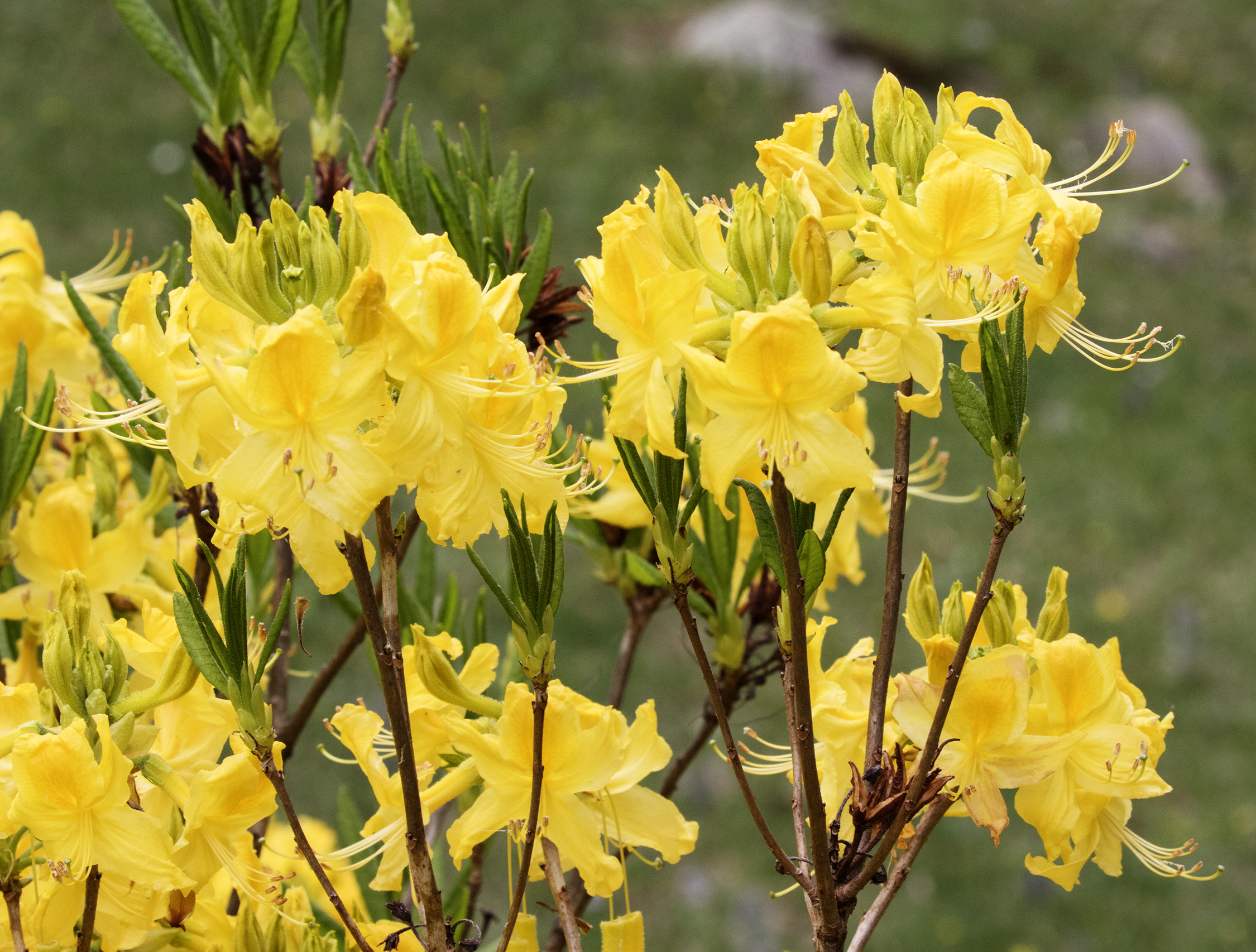 Rhododendron luteum - Wikispecies