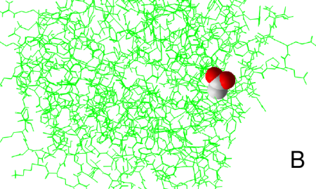 Surface representation of TgCor, thin stick visualization, showing 2-amino-2-hydroxymethyl-promane-1,3-diol made using Molegro Molecular Viewer Funtion3-2.png