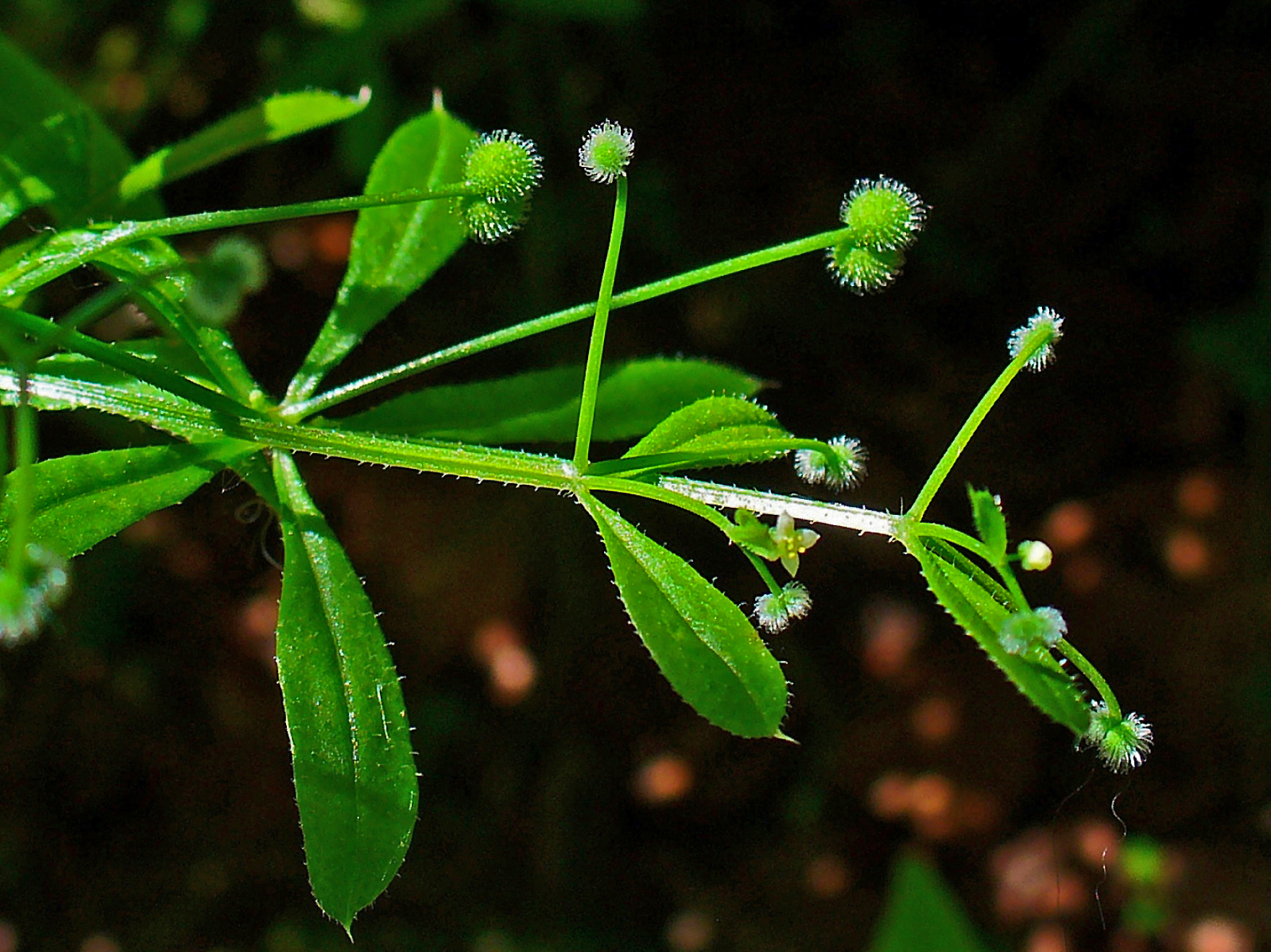 Подмаренник семена. Подмаренник цепкий. Galium aparine. Подмаренник цепкий семена. Galium aparine l..