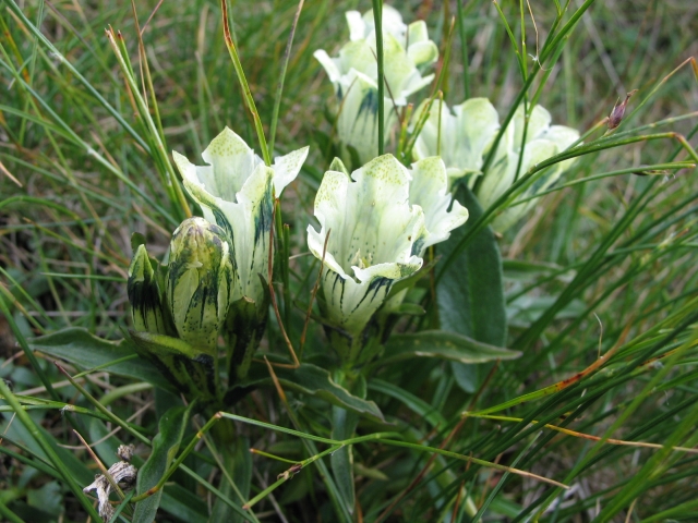 File:Gentiana frigida-flowers.jpg