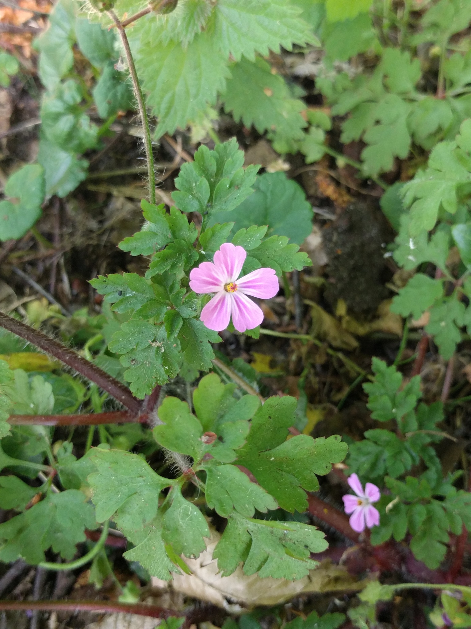 Geranium robertianum