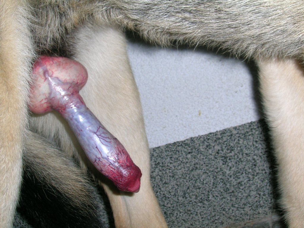 Pic of dog penis - 🧡 Penis der Hunde - Wikipedia.