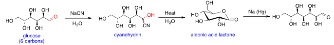 Fig. 3: Glucose chain lengthening: Kiliani–Fischer synthesis