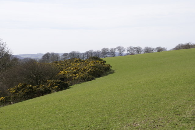 File:Gorse in bloom - geograph.org.uk - 361746.jpg