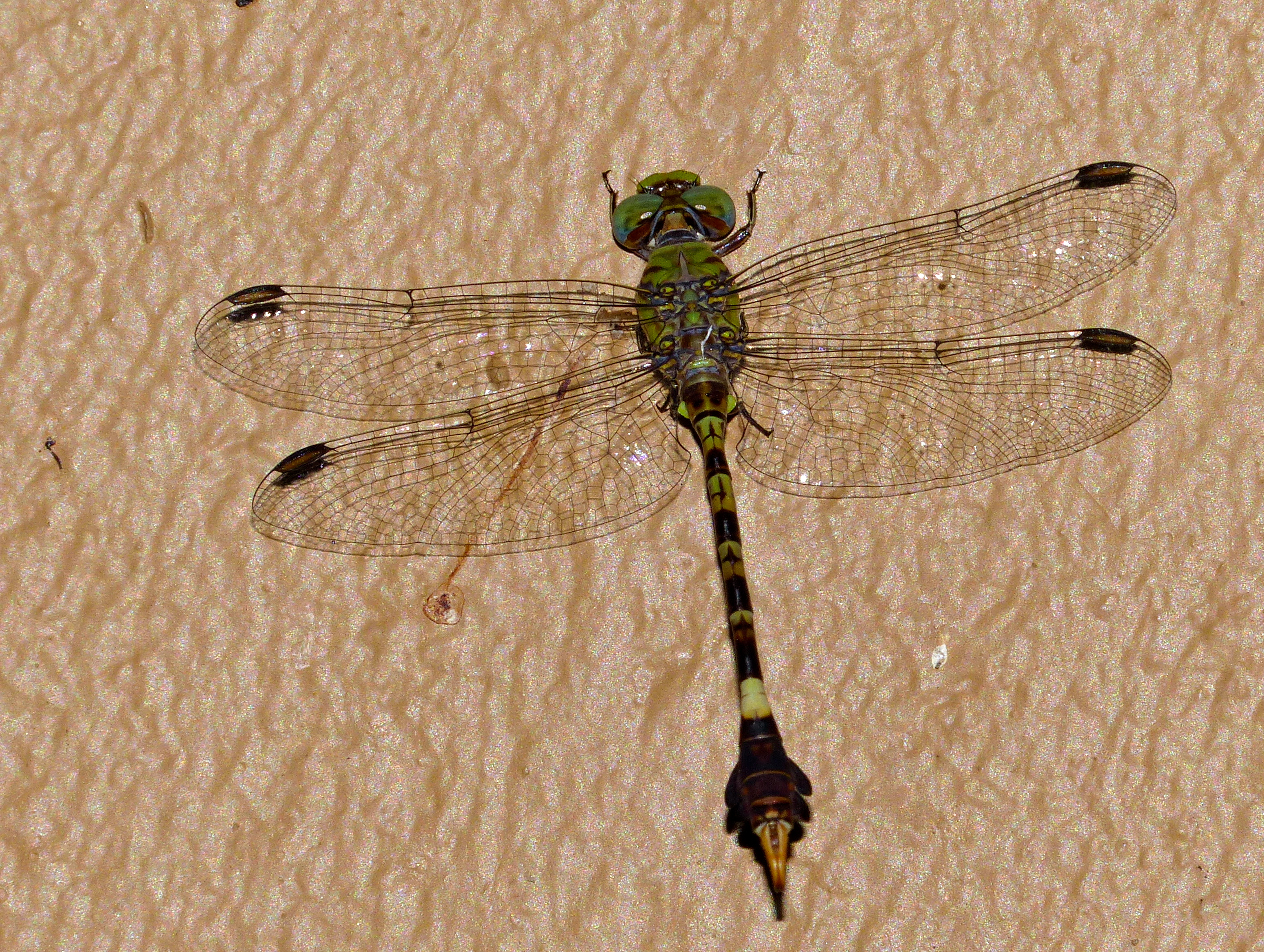 Green Hooktail (Paragomphus genei) male (13848103495).jpg