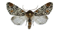 <i>Harrisimemna trisignata</i> species of insect