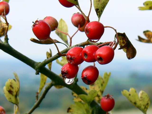 File:Hawthorn berries, the Ridgeway, Liddington - geograph.org.uk - 570083.jpg