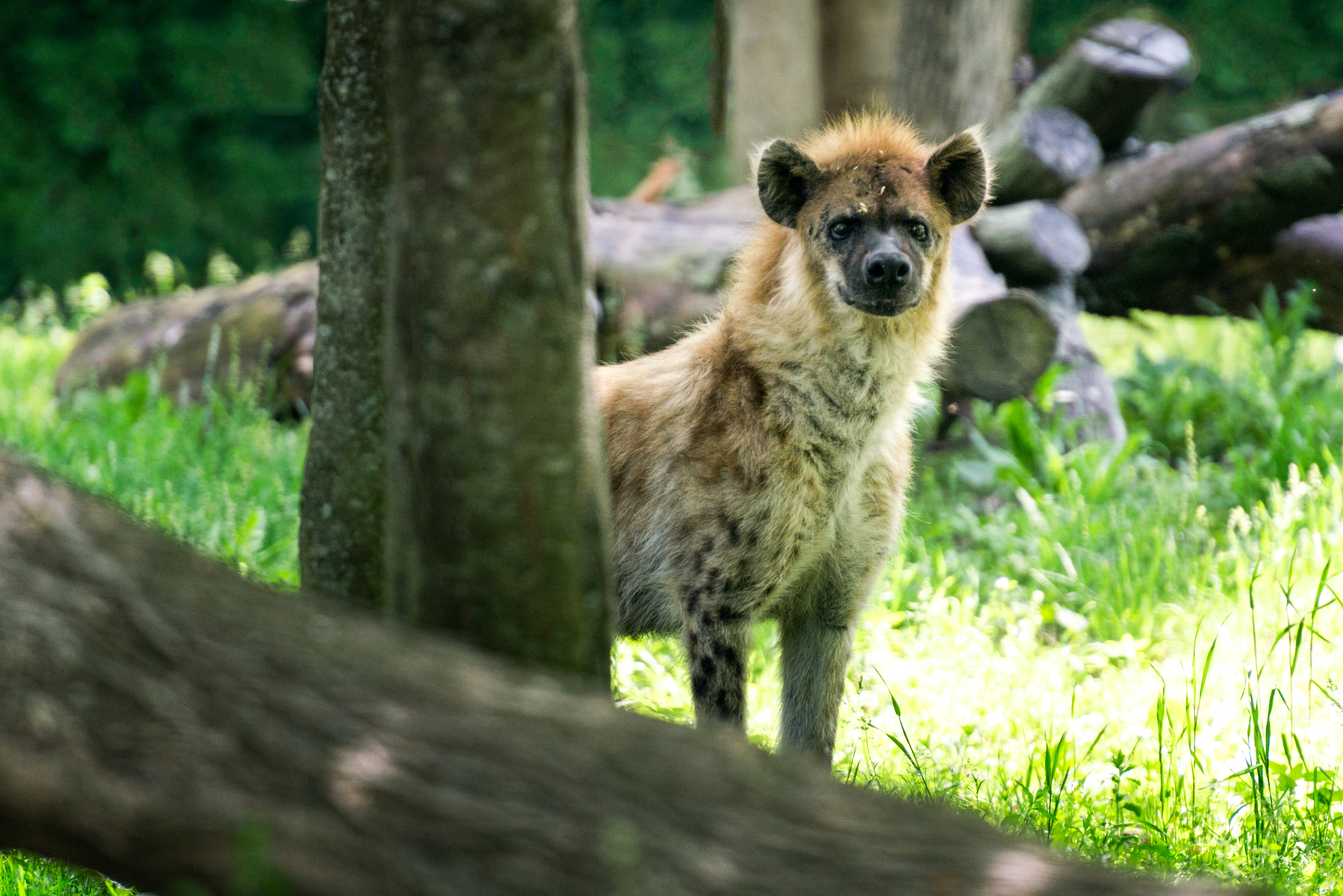 Hyena Peeking From Behind a Tree (18688535469).jpg