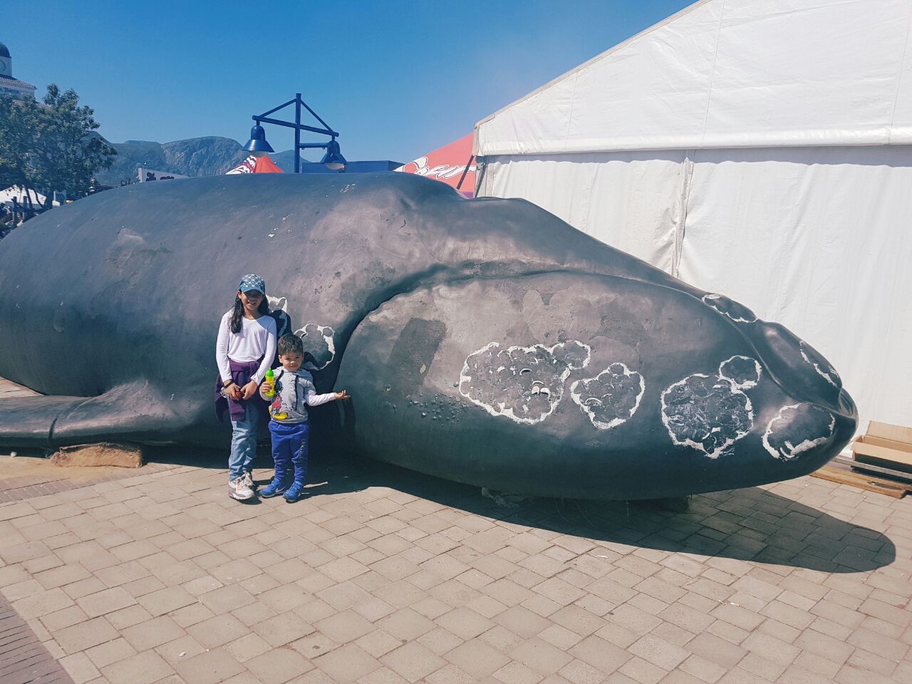 Featured image of post Whale Sculpture Tasmania / Use them in commercial designs under lifetime, perpetual &amp; worldwide rights.