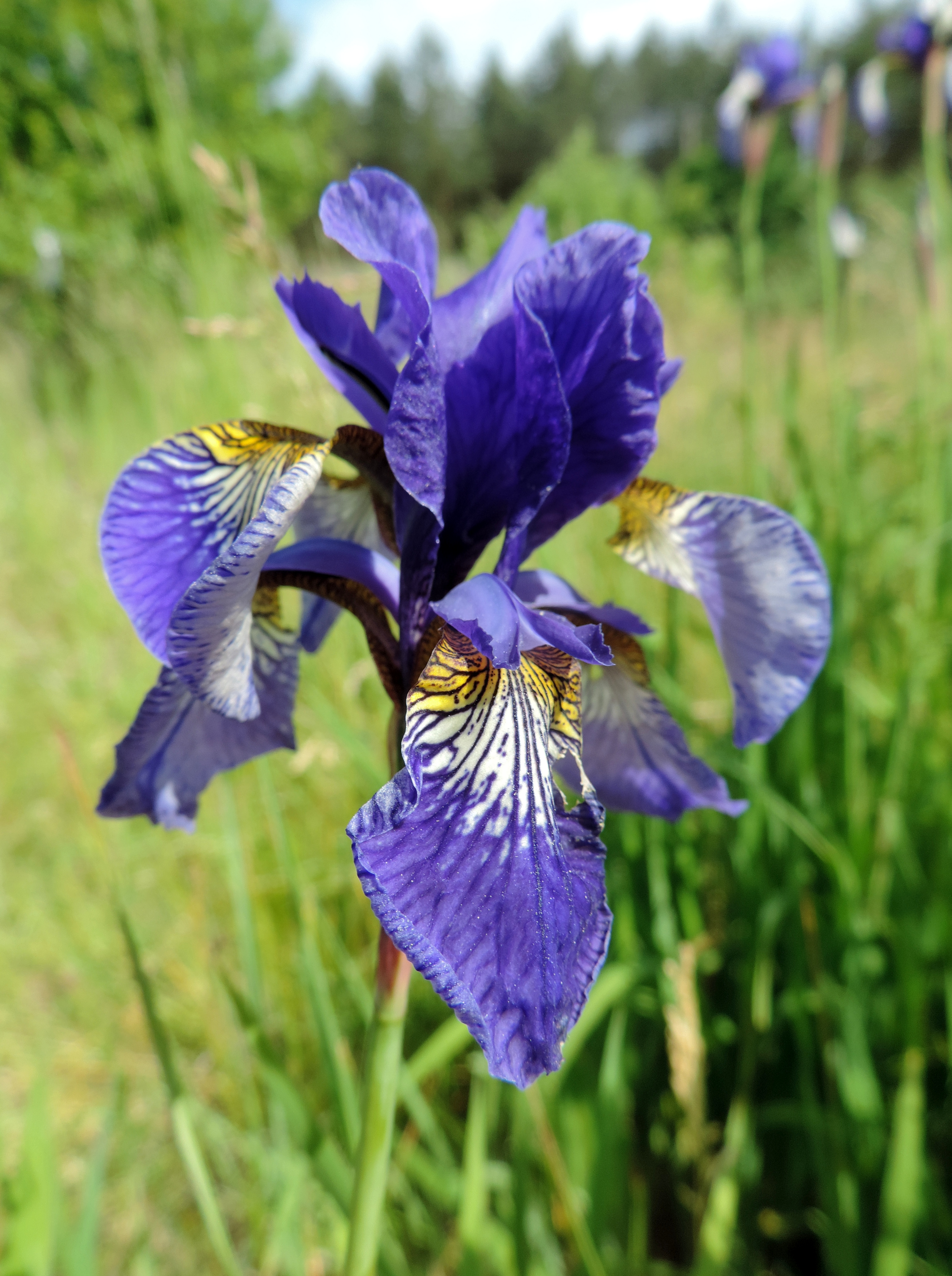 Iris sibirica livejournal