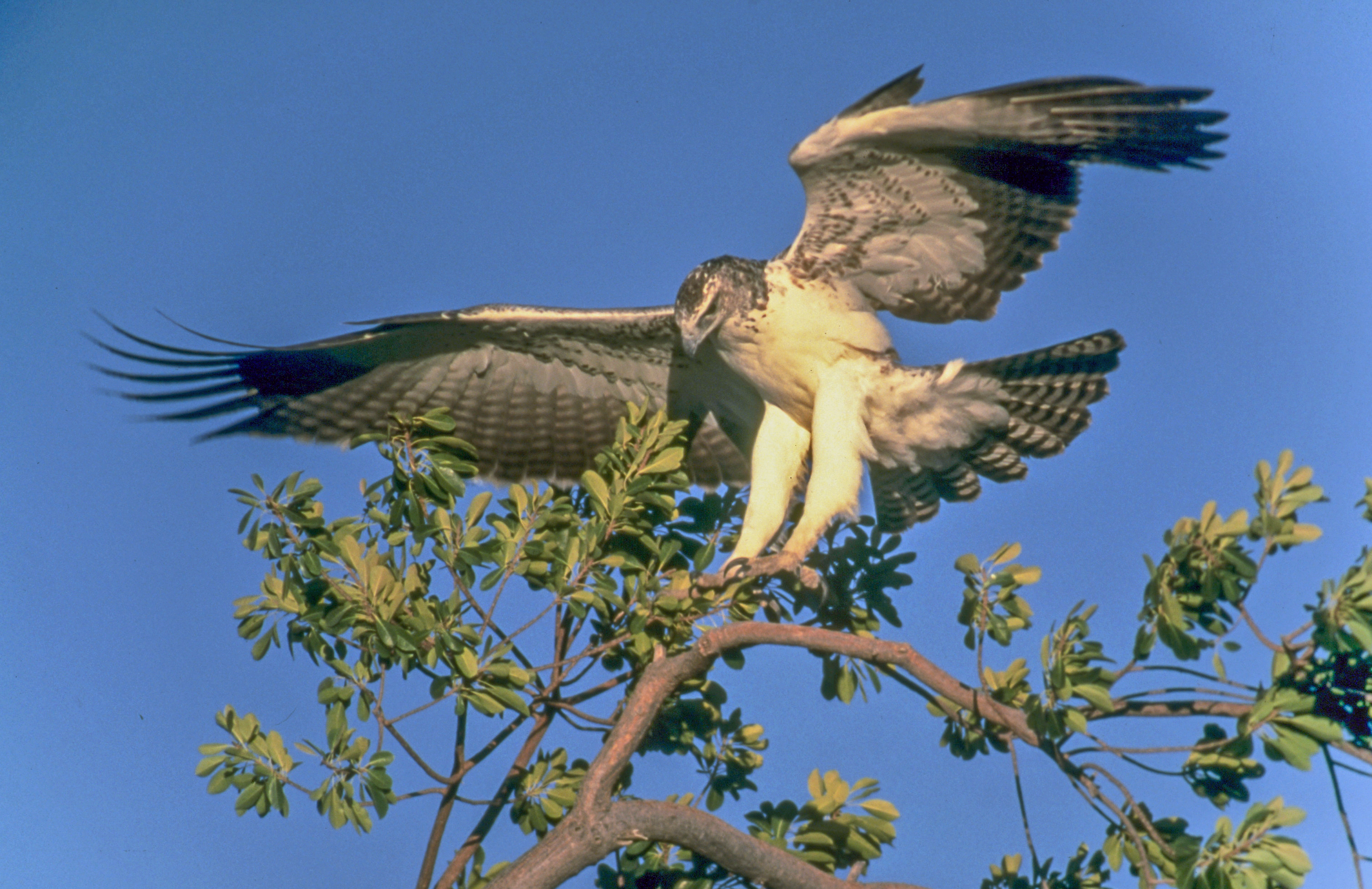 Águila - Wikipedia