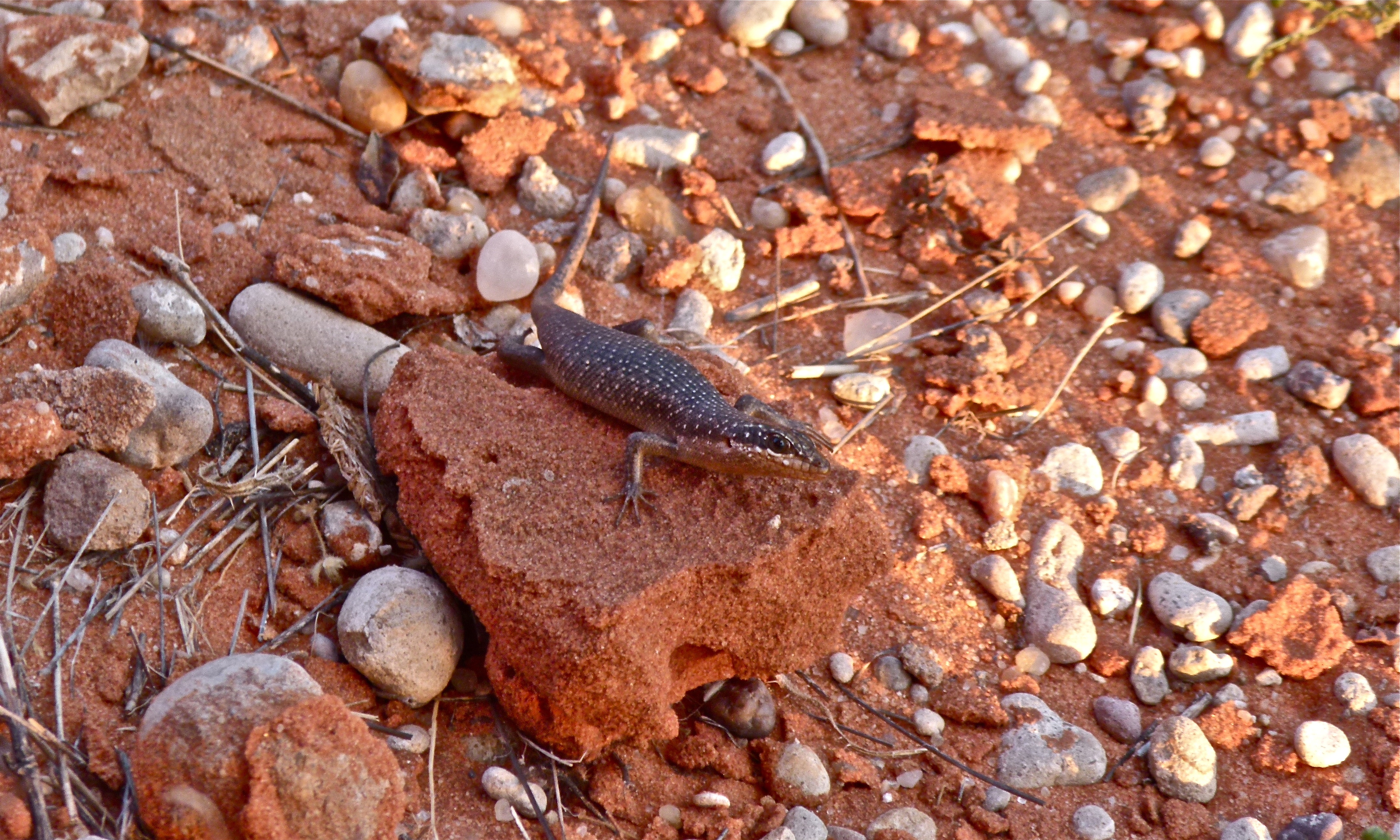 Karasburg Tree Skink (Trachylepis sparsa) (6447751933).jpg