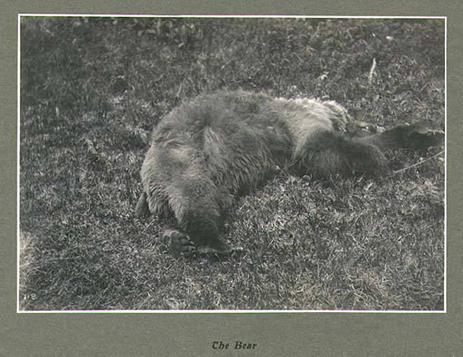 File:Kodiak Bear shot by EH Harriman, Kodiak Island, Alaska, July 1899 (HARRIMAN 156).jpg