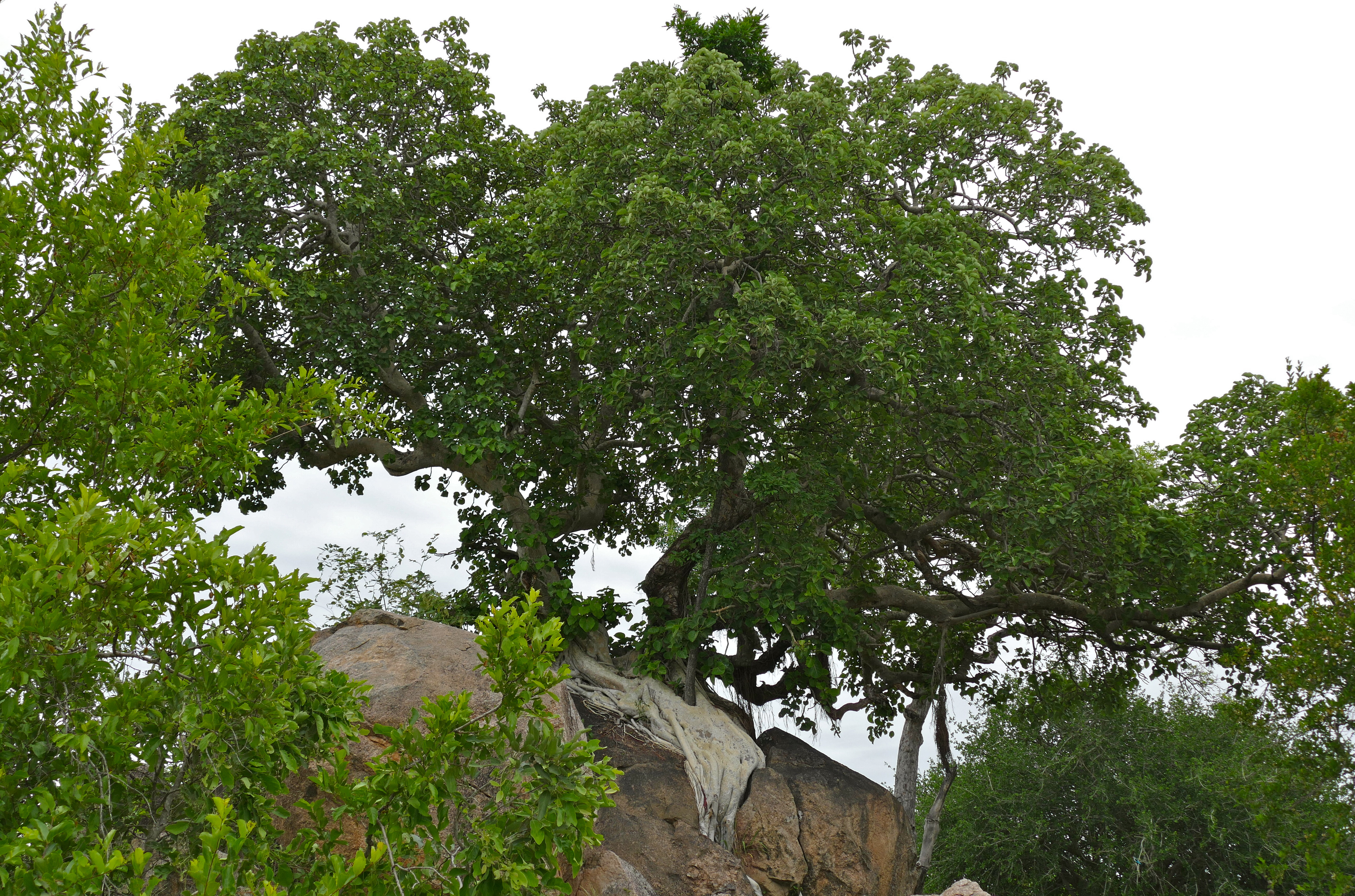 Large-leaved Rock Fig (Ficus abutilifolia) (16437763797).jpg