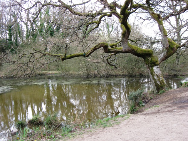 Leaning over the Water, Bookham Common - geograph.org.uk - 1237634