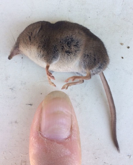 The average adult size of a Long-tailed shrew is  (0' 3