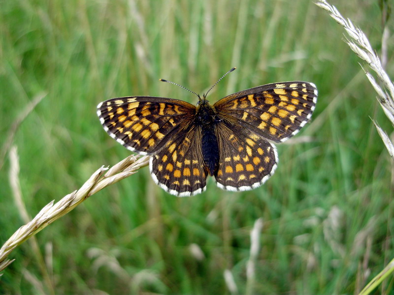 File:Melitaea athalia 1.jpg