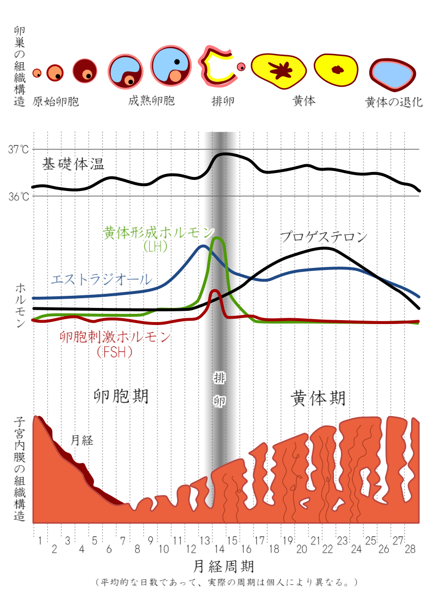 度 生理 前 続く 37 いつもの生理前と決定的に違った妊娠の症状は？File.4