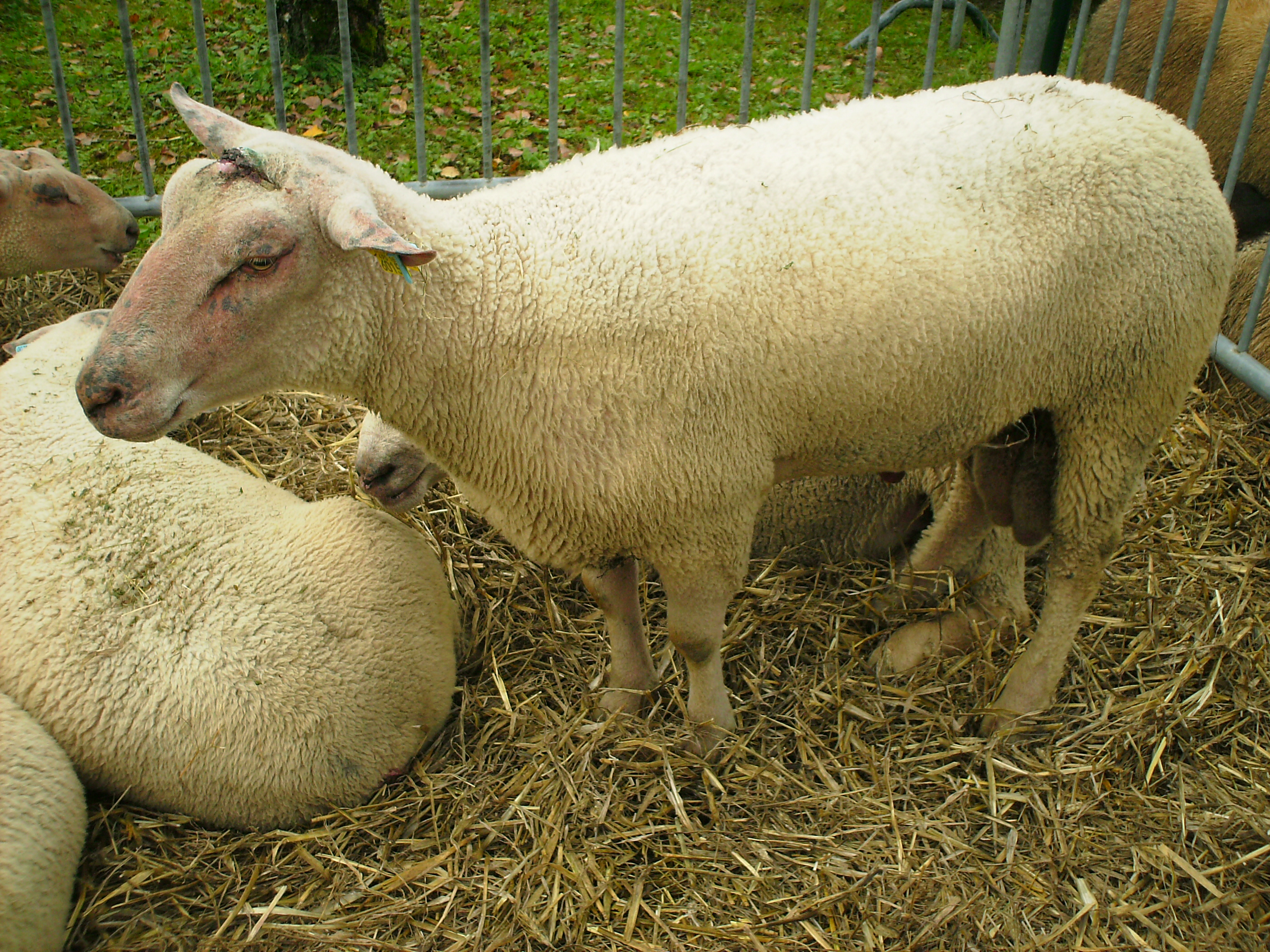 mouton charollais suisse anti aging)