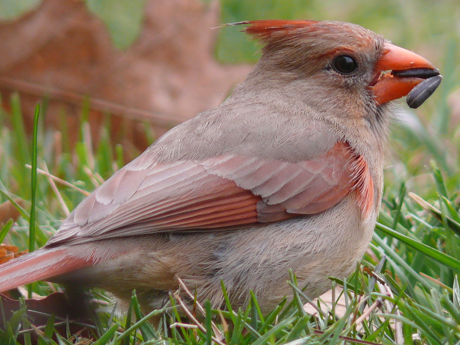 cardinal-portrait-free-stock-photo-public-domain-pictures