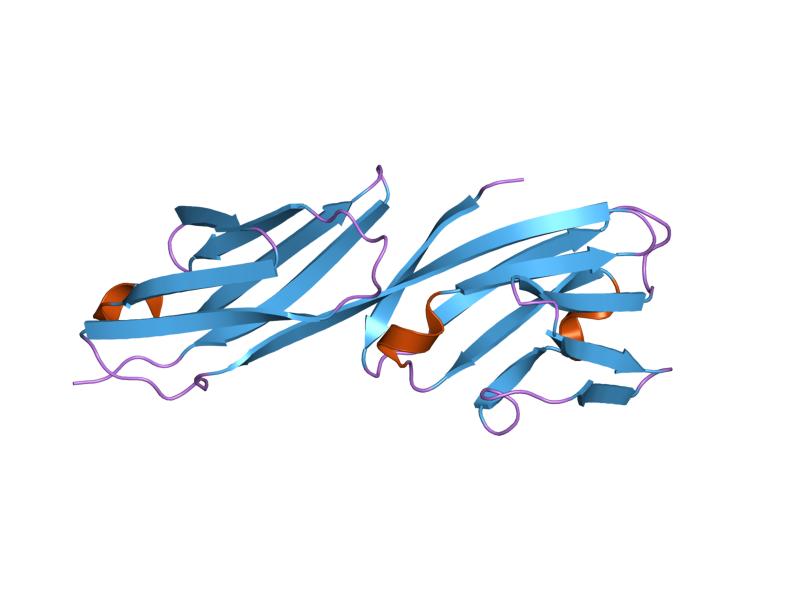 File:PDB 1cdi EBI.jpg