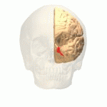 海馬傍回の位置を色々な角度から見た動画。赤いところが左大脳半球の海馬傍回。