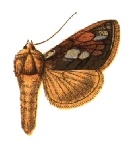 <i>Plusia putnami</i> Species of moth