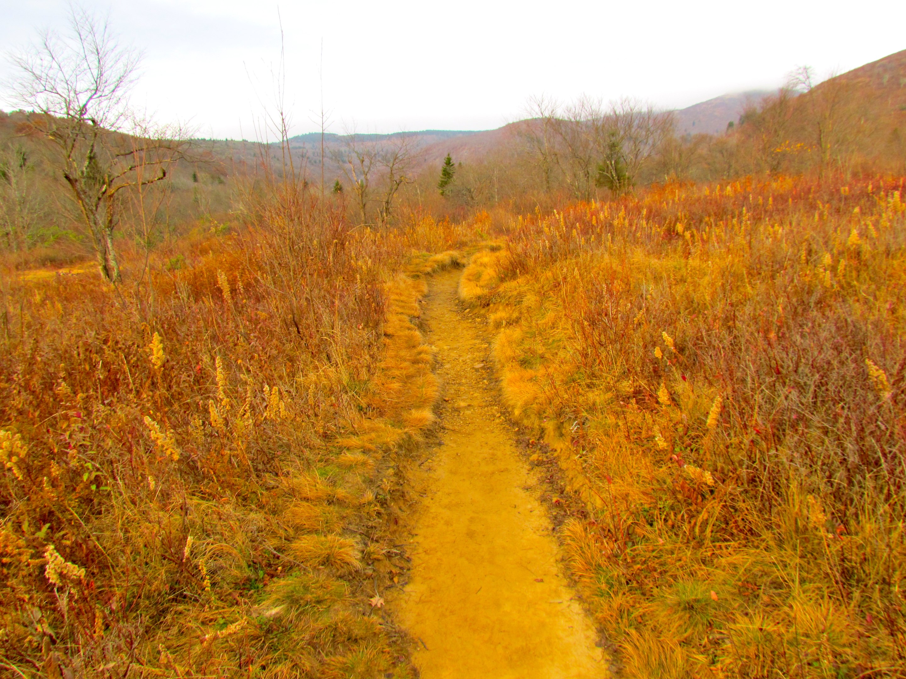 Pisgah National Forest