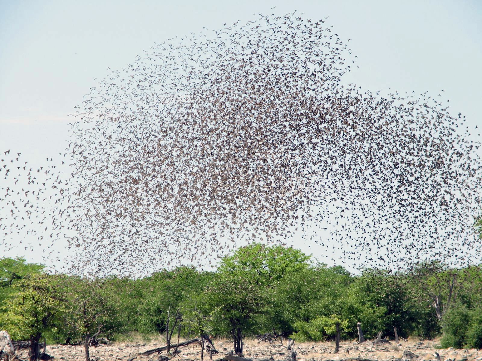 https://upload.wikimedia.org/wikipedia/commons/9/95/Red-billed_quelea_flocking_at_waterhole.jpg