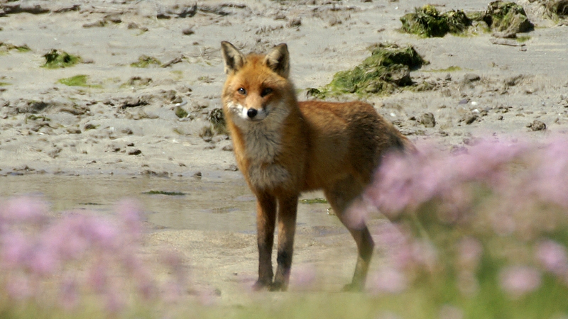 File:Red Fox (Vulpes vulpes) (1).jpg