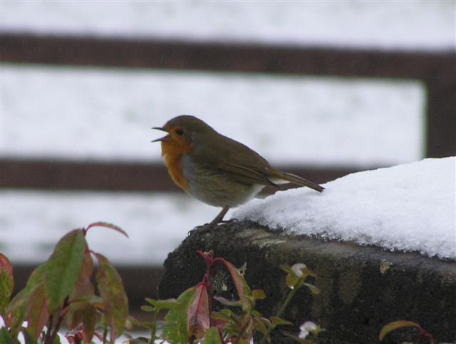 File:Robin, Knockgreenan, Omagh - geograph.org.uk - 1691415.jpg